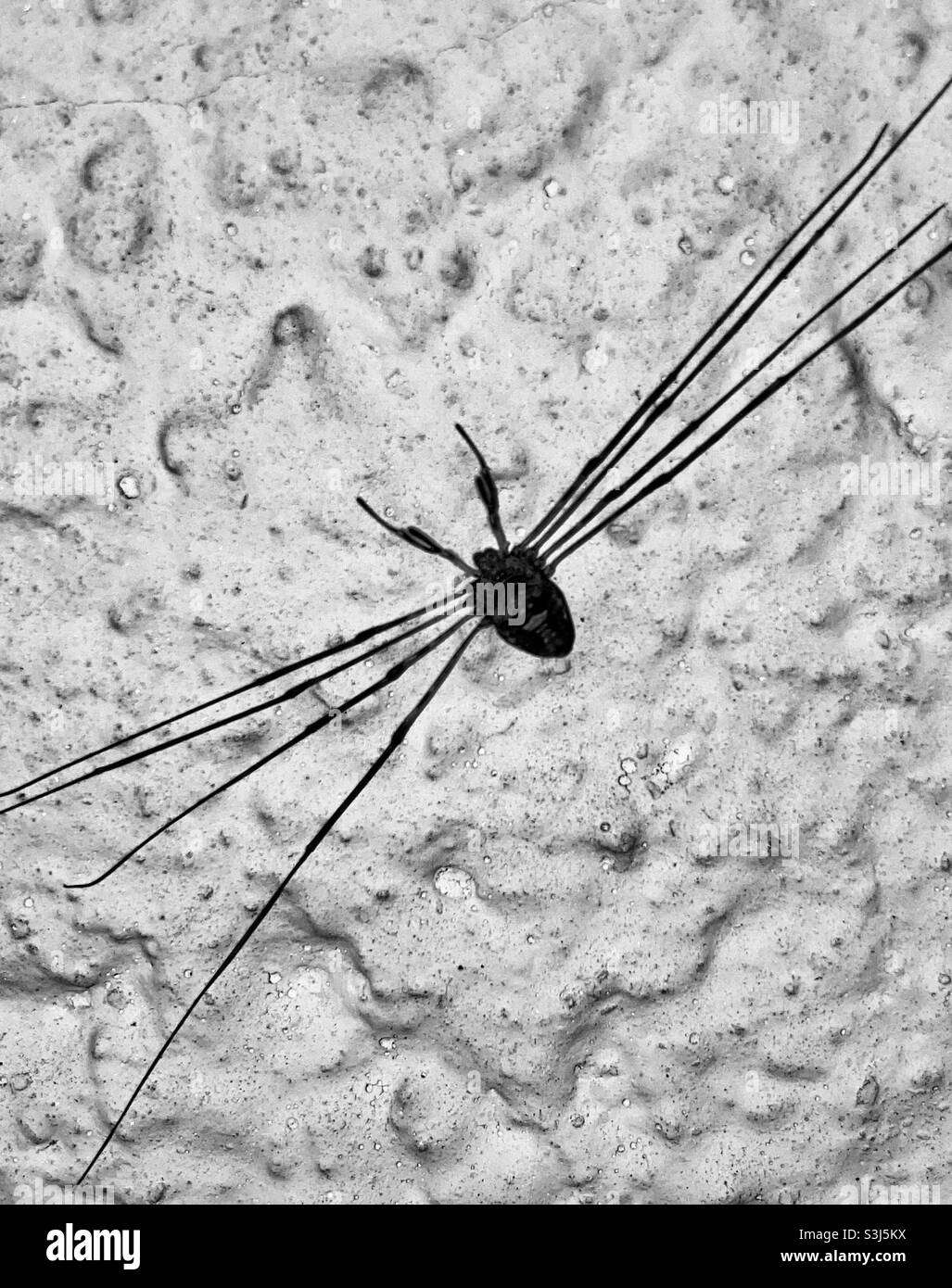 Spider on the wall - Smartphone Captured Stock Image