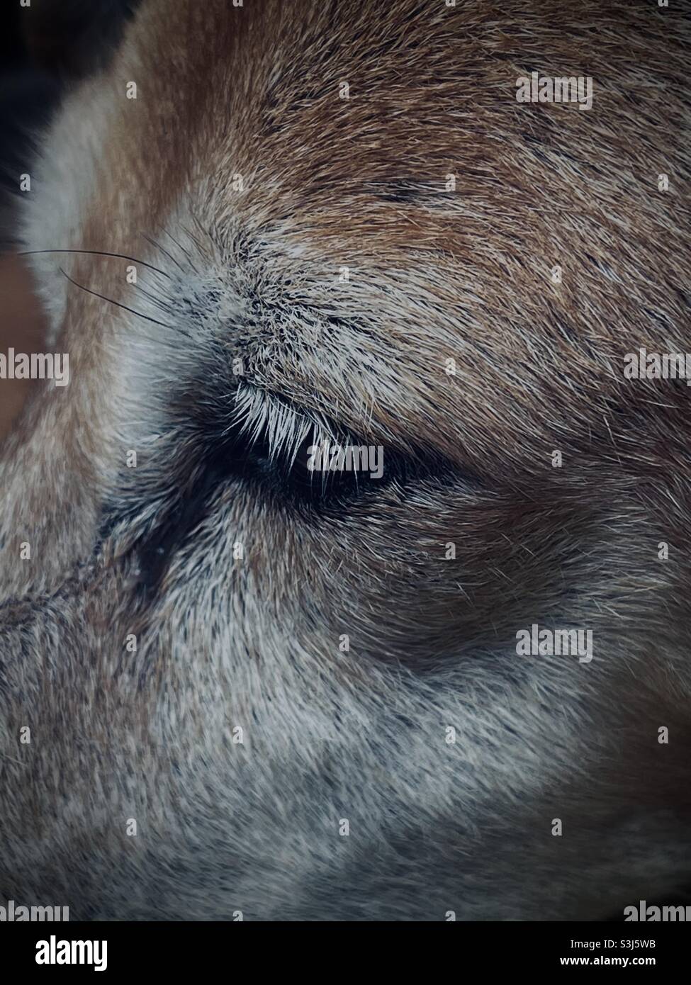 Tear stains under dogs eye Stock Photo Alamy