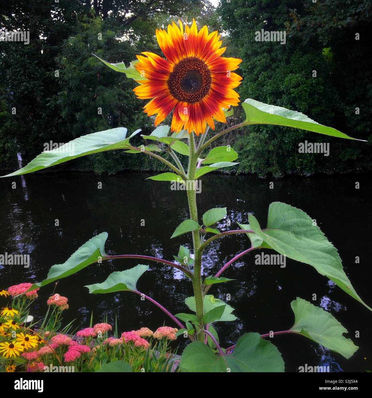 Sunflower growing by the river Stock Photo Alamy
