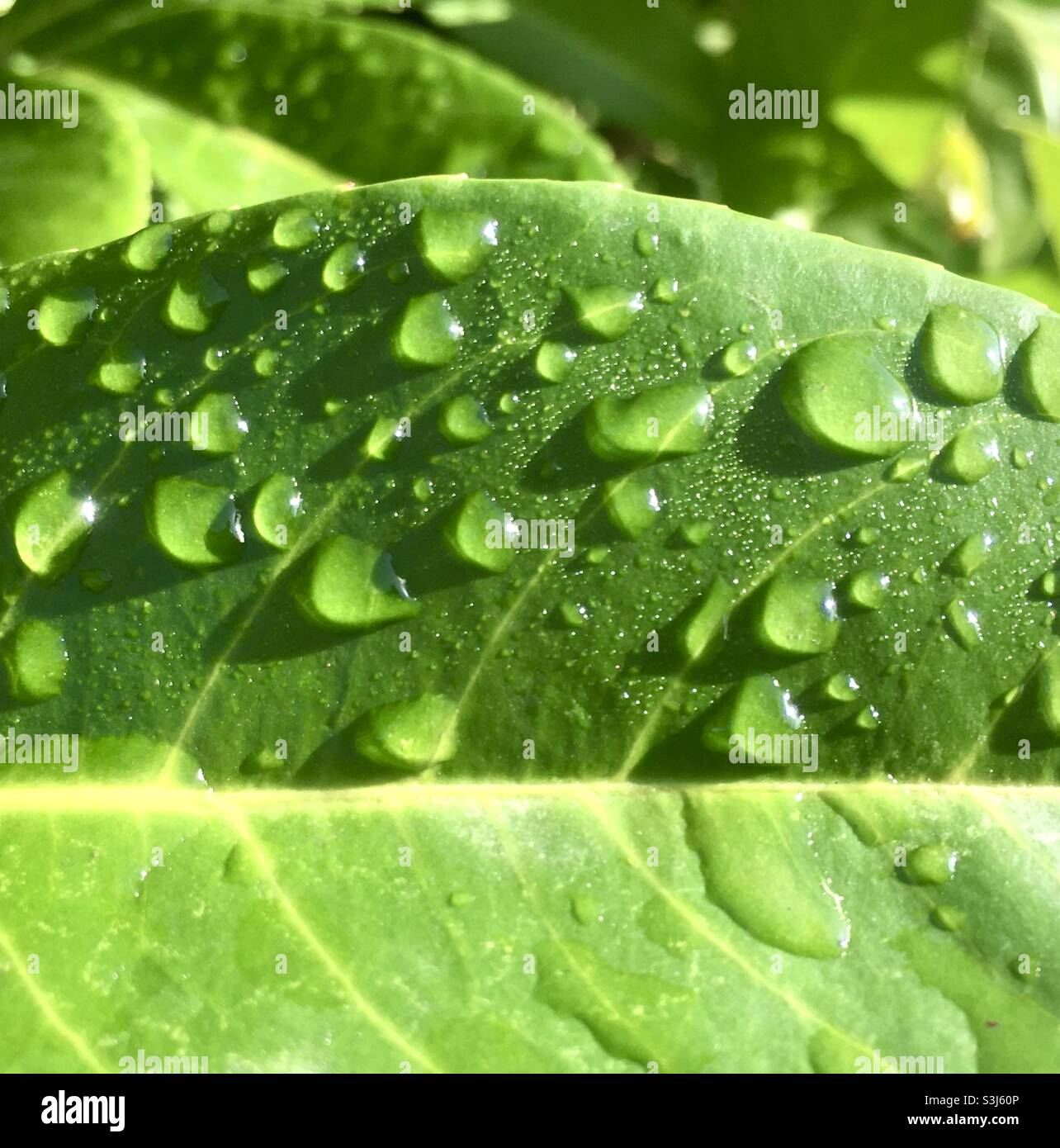 Leaf, raindrops, sunlight, green, nature, raindrops on leaf, vibrant, fresh Stock Photo