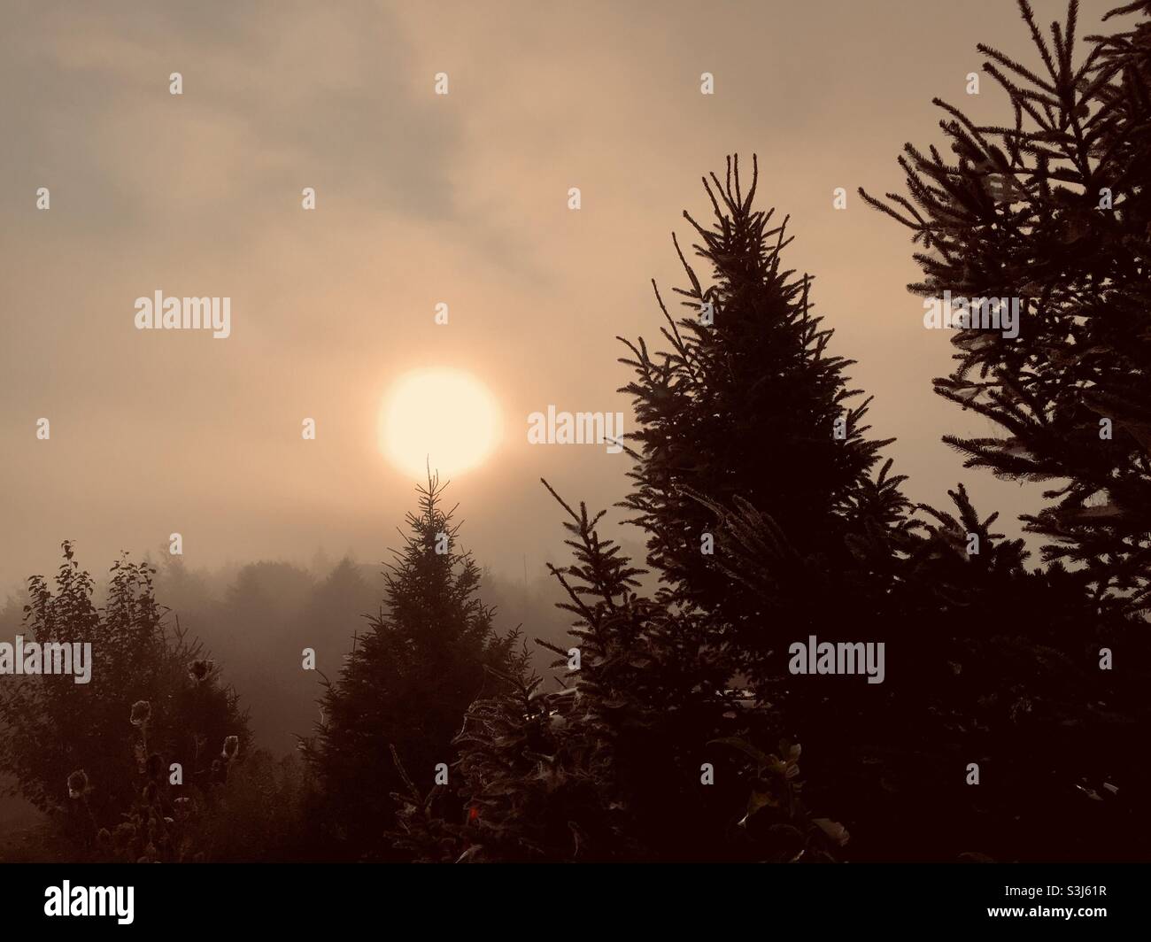 The sun rises behind the evergreens in the English countryside. Fog muting the morning sun. Hushed silence of a winter morn. - Smartphone Captured Stock Image