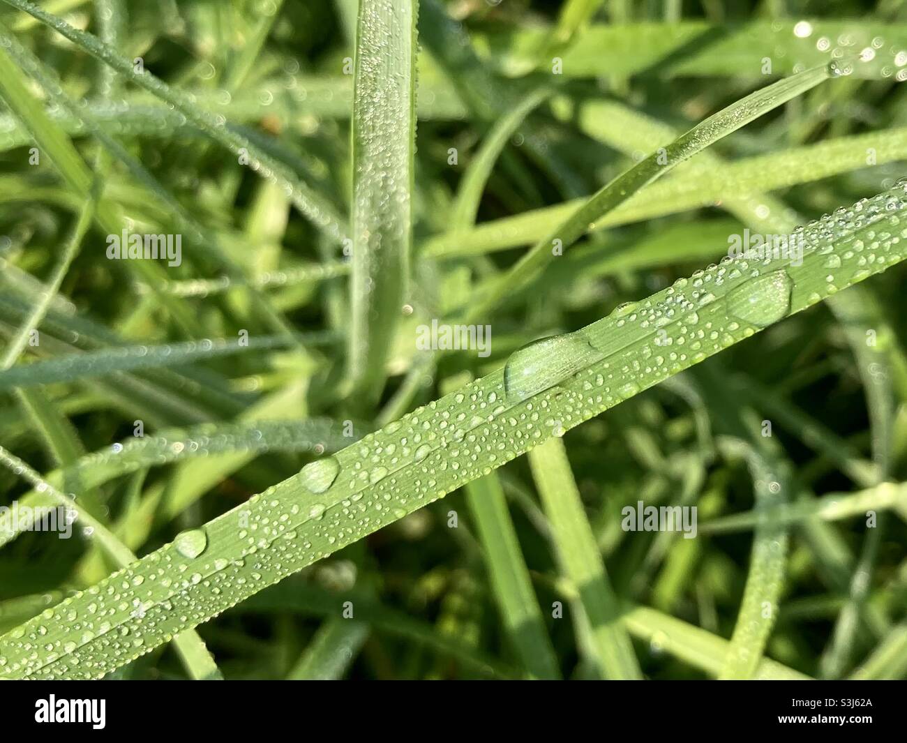 Morning dew on blades of grasses - Smartphone Captured Stock Image