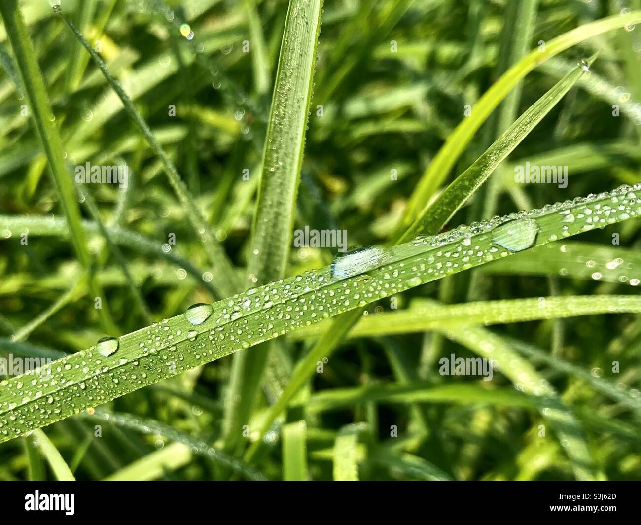 Morning dew on blades of grass - Smartphone Captured Stock Image
