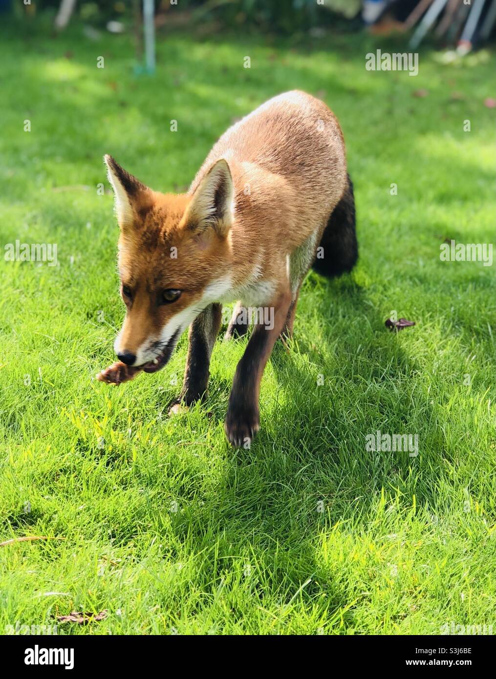 British female fox in a London garden with a bone - Smartphone Captured Stock Image