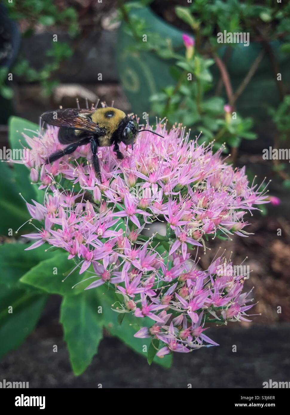 Eastern Carpenter Bee on Showy Stonecrop, September in North Carolina