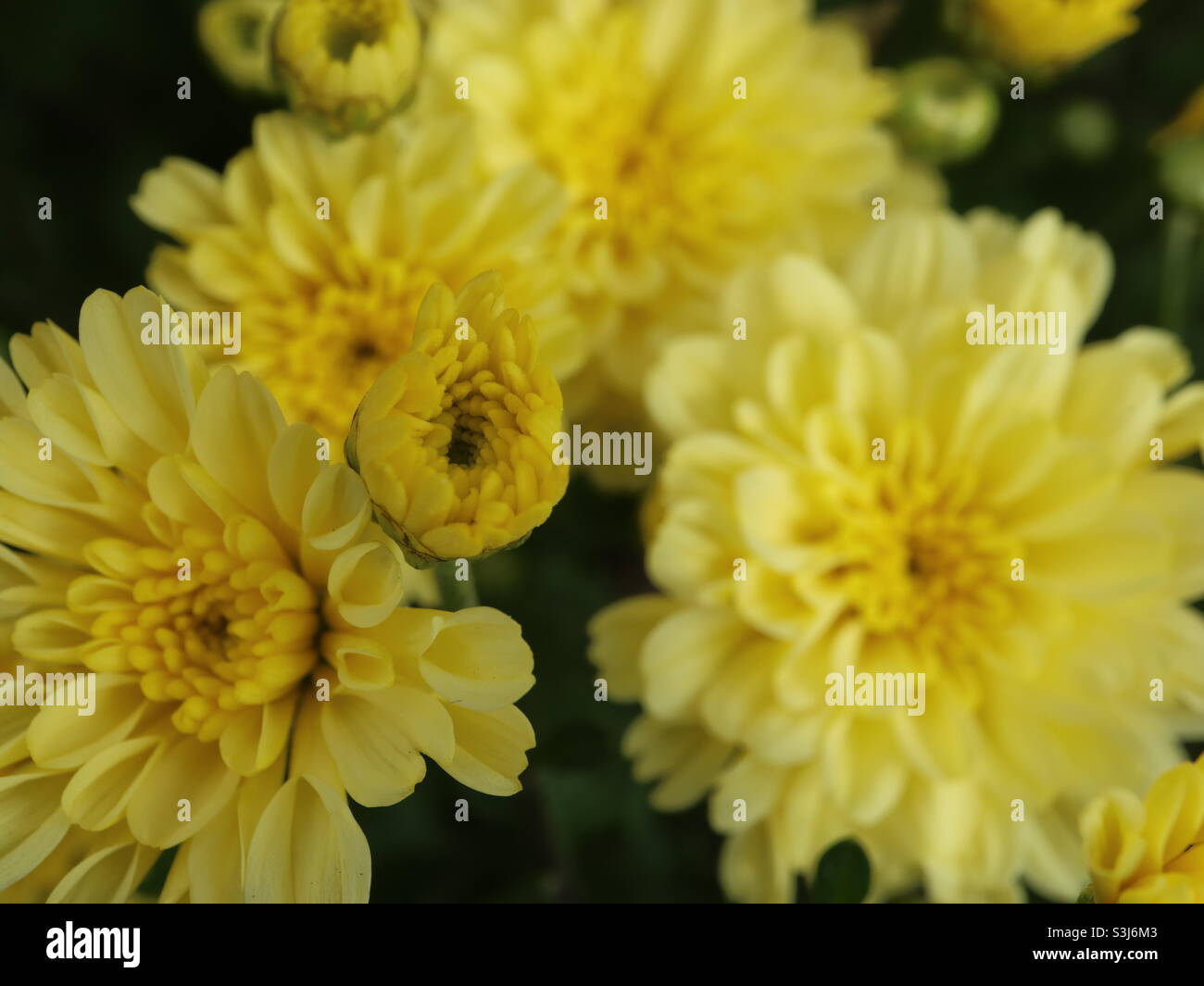 Close up with a flower - Smartphone Captured Stock Image