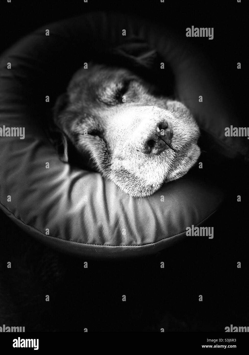 Labrador Dog sleeping Stock Photo Alamy