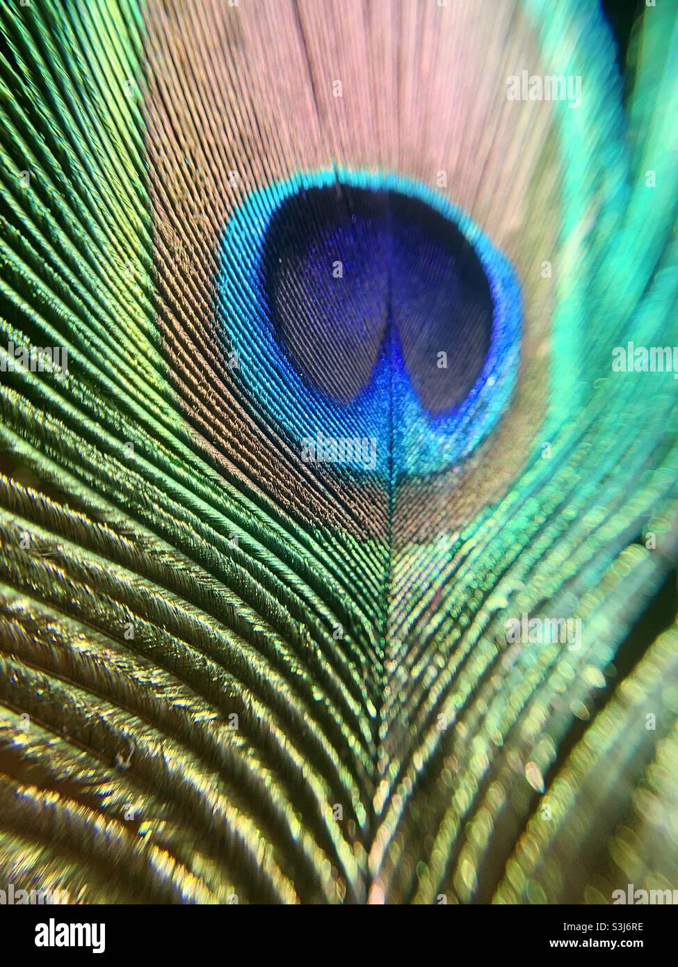 Peacock feather - Smartphone Captured Stock Image