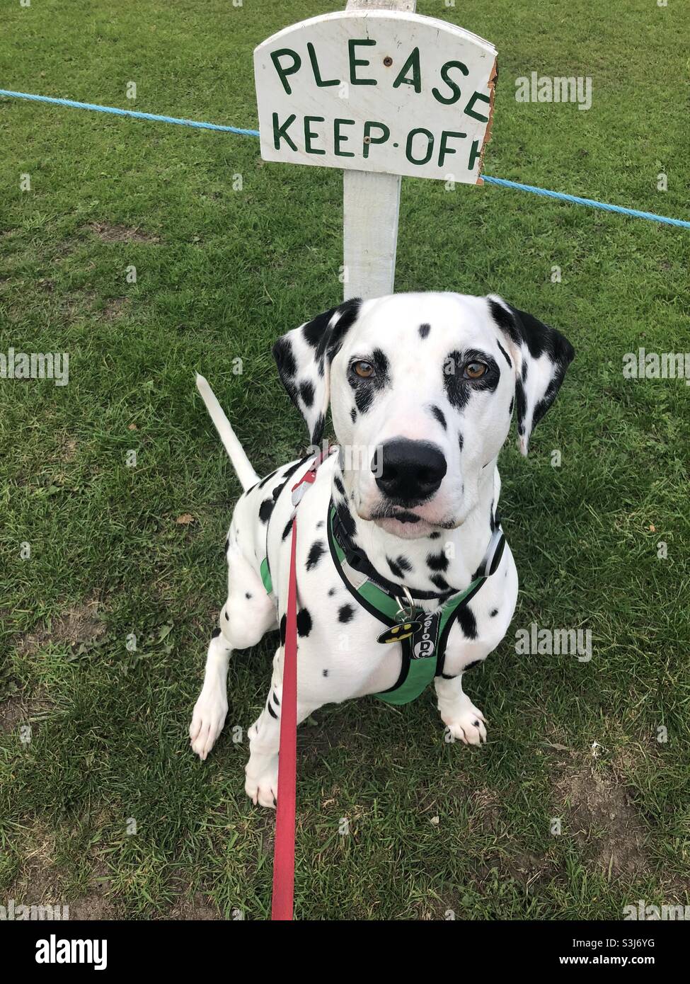 Keep Dog Off Grass High Resolution Stock Photography and Images - Alamy