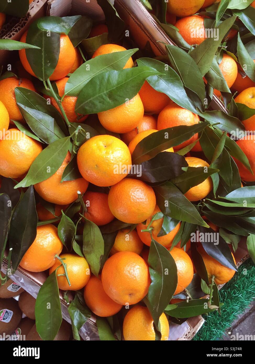 Many fresh tangerines with leaves - Smartphone Captured Stock Image