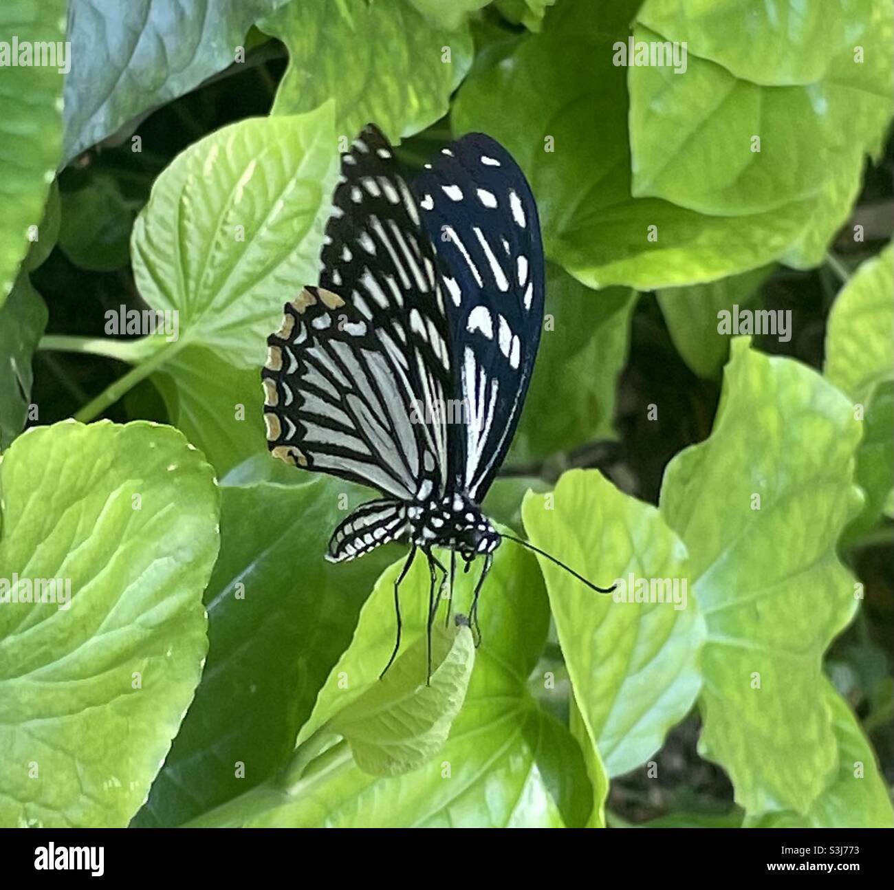 Malayan Zebra Butterfly in Malaysia. - Smartphone Captured Stock Image