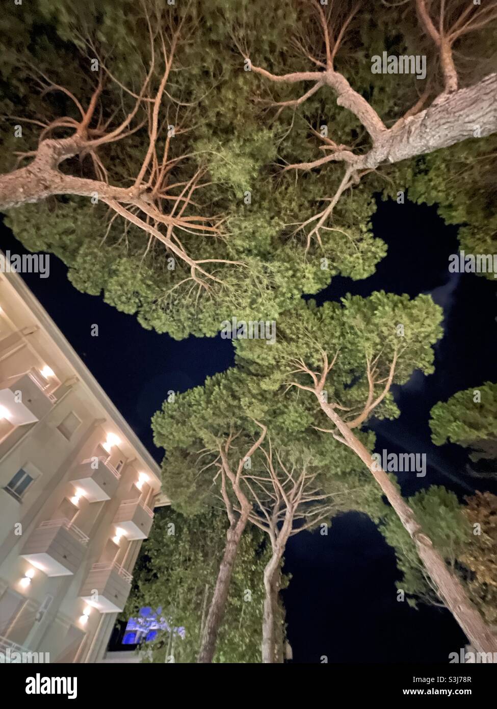 Night time pine trees, Misano Adriatic, Italy - Smartphone Captured Stock Image