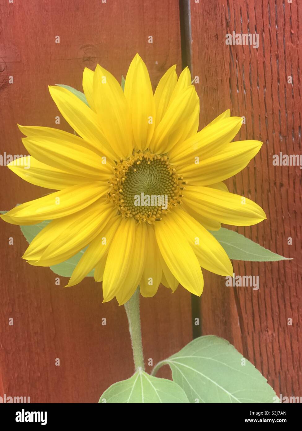 Sunflower - Smartphone Captured Stock Image