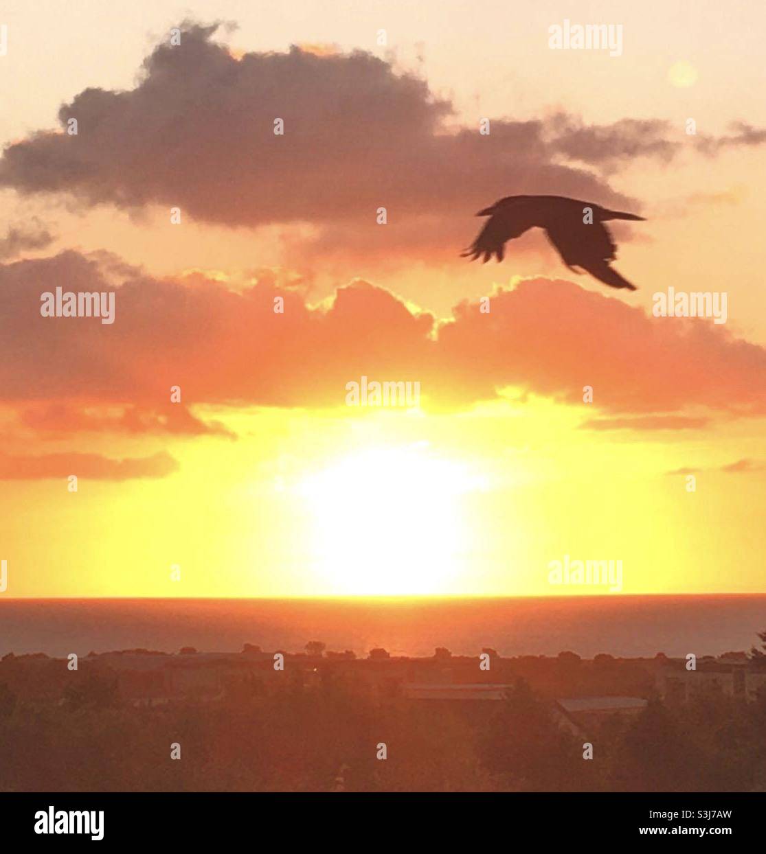 Sunrise, bird, fly, flying, sky, sea, golden sun, , sun, gold, yellow, orange, uplift - Smartphone Captured Stock Image