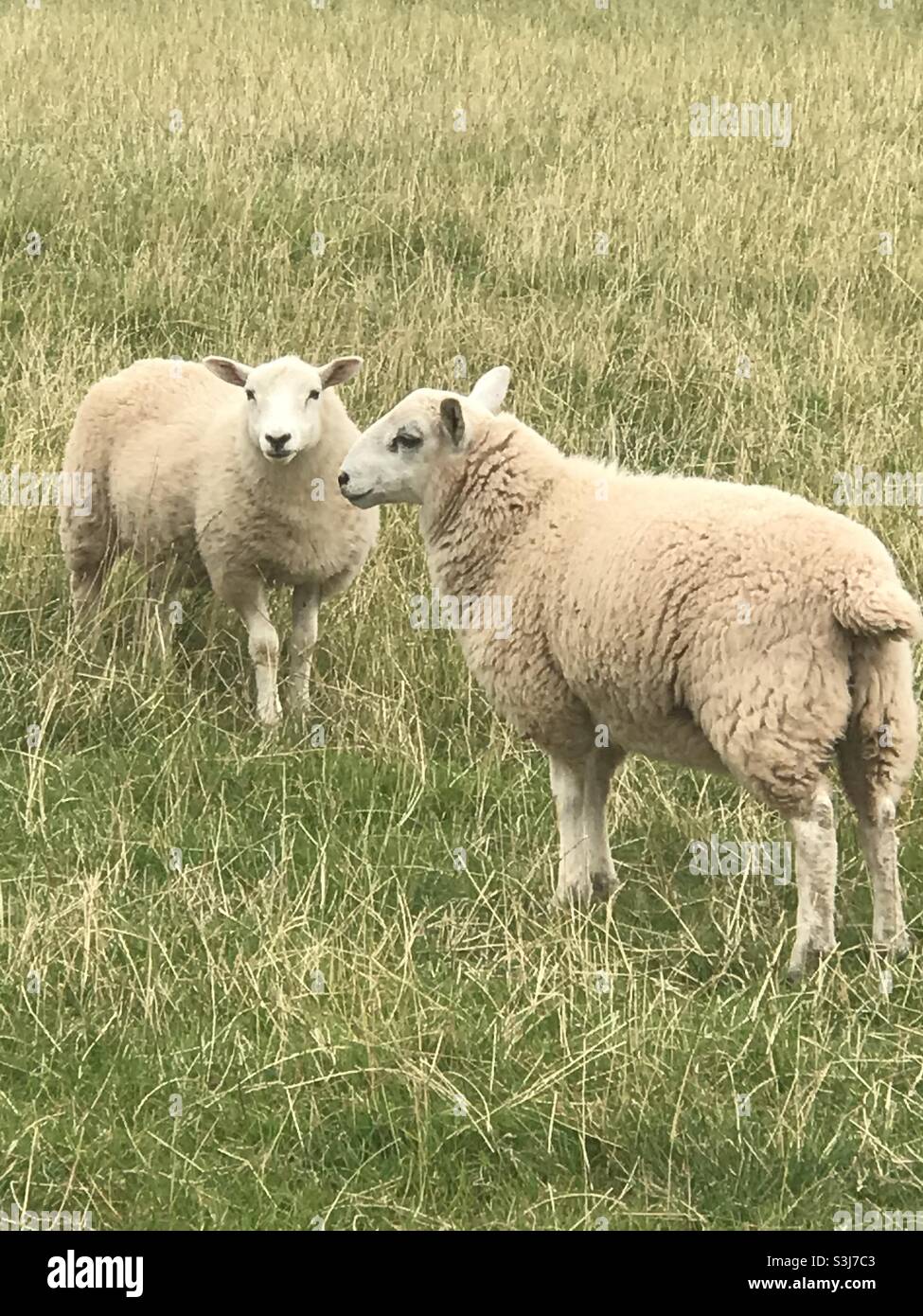 Friendly sheep hi-res stock photography and images - Alamy