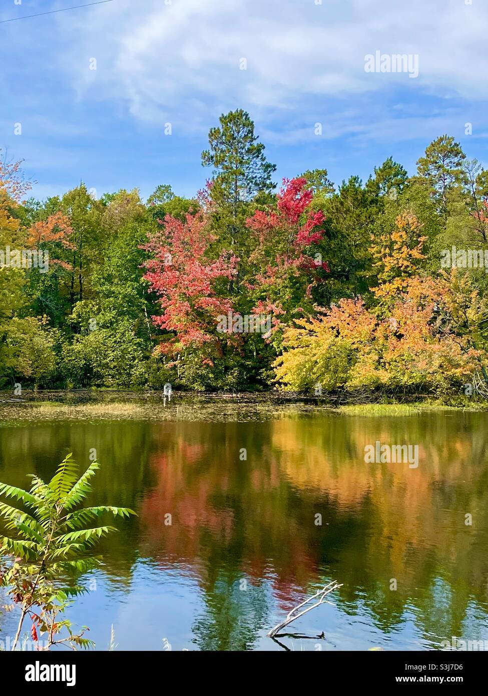 Fall Foliage on Northern Minnesotan Pond near The Whitefish Chain of
