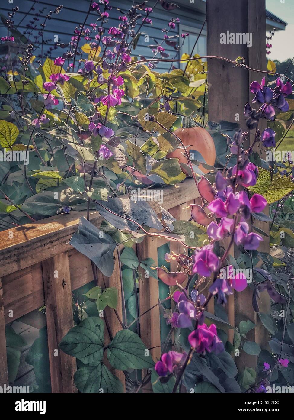 Early Autumn photo of a homegrown orange pumpkin on a porch railing, surrounded by purple Hyacinth Bean vines and blossoms Stock Photo