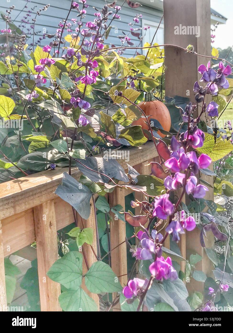 Early Autumn vibes- purple Hyacinth bean vine and blossoms surround an orange pumpkin perched on a porch railing Stock Photo