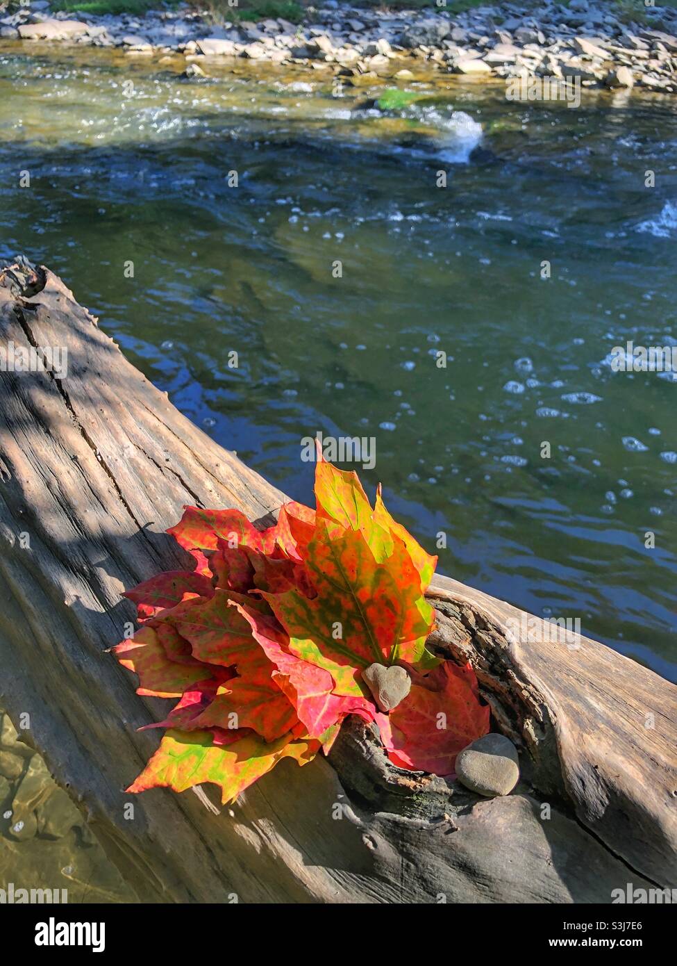Colourful fall leaves on a log by the river. - Smartphone Captured Stock Image