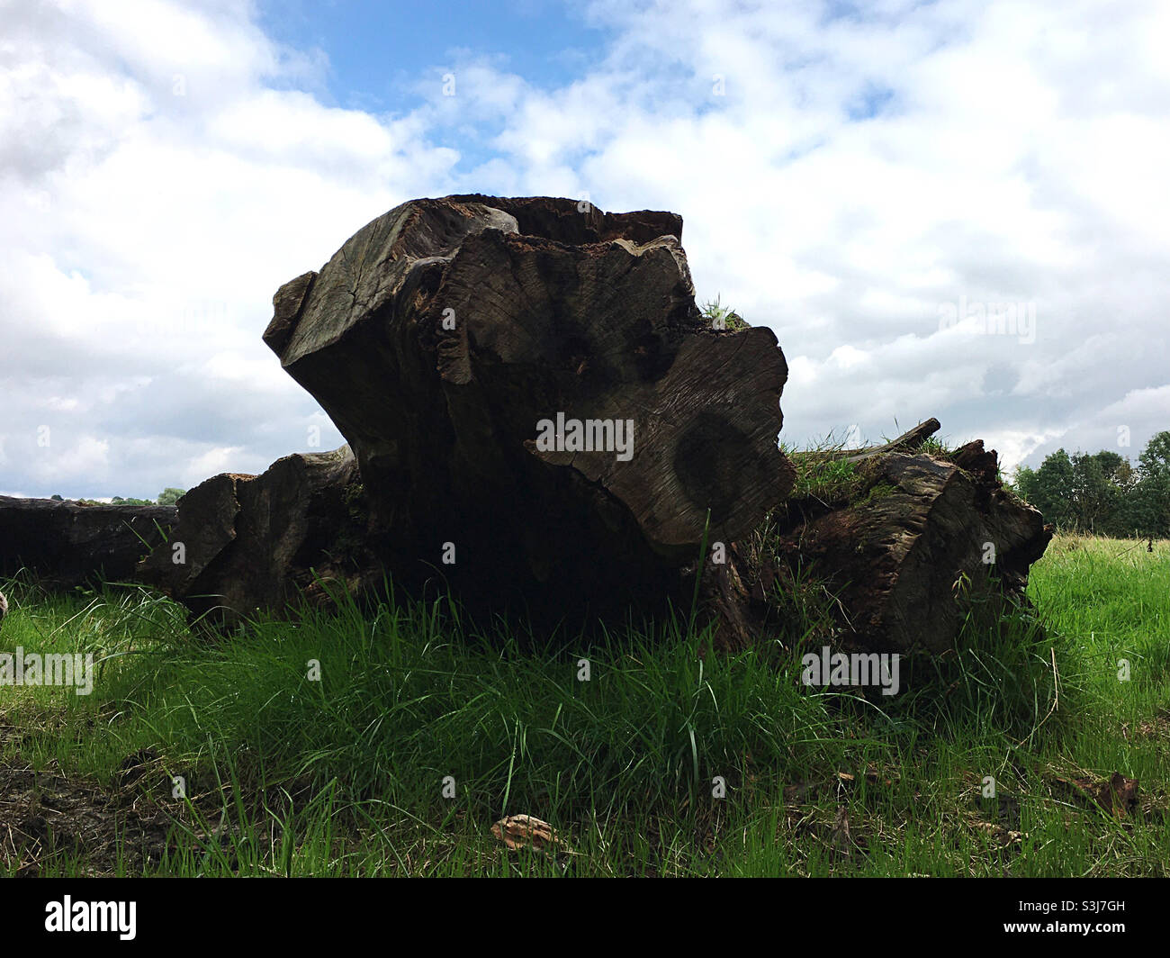 Tree stump - Smartphone Captured Stock Image