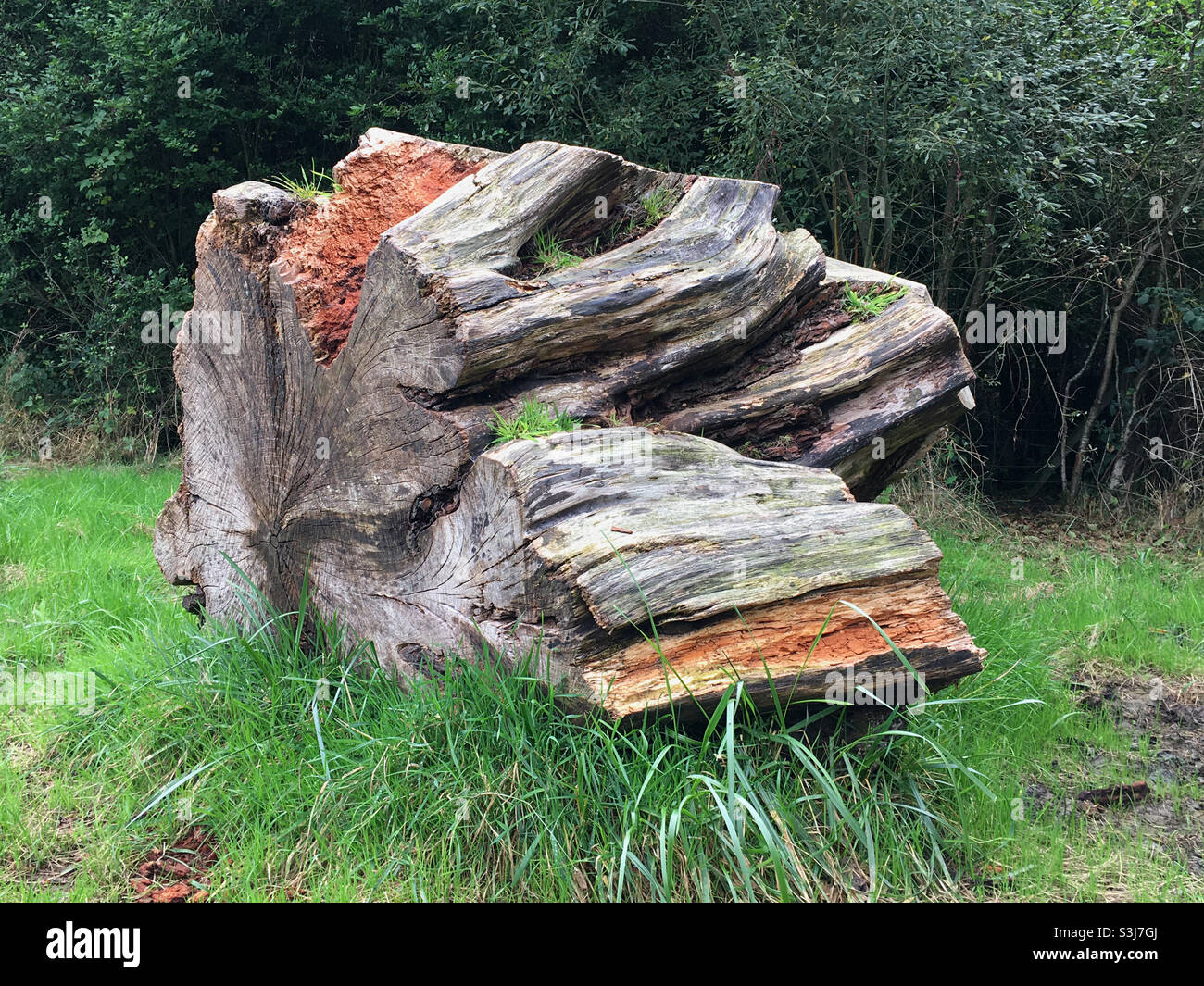 Tree stump - Smartphone Captured Stock Image