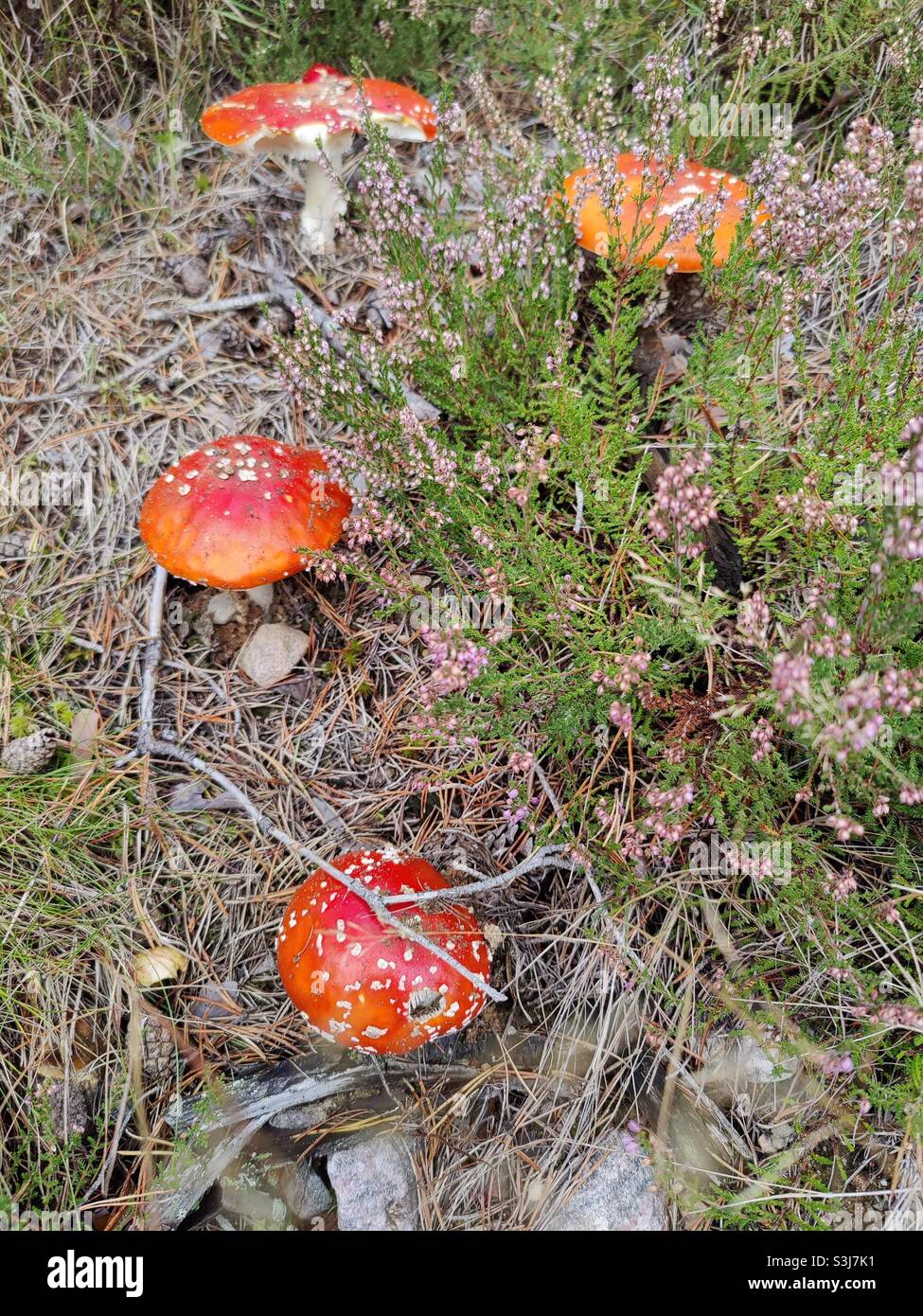 Seasonal forest mushrooms fly agar, Ostergotland, Sweden - Smartphone Captured Stock Image