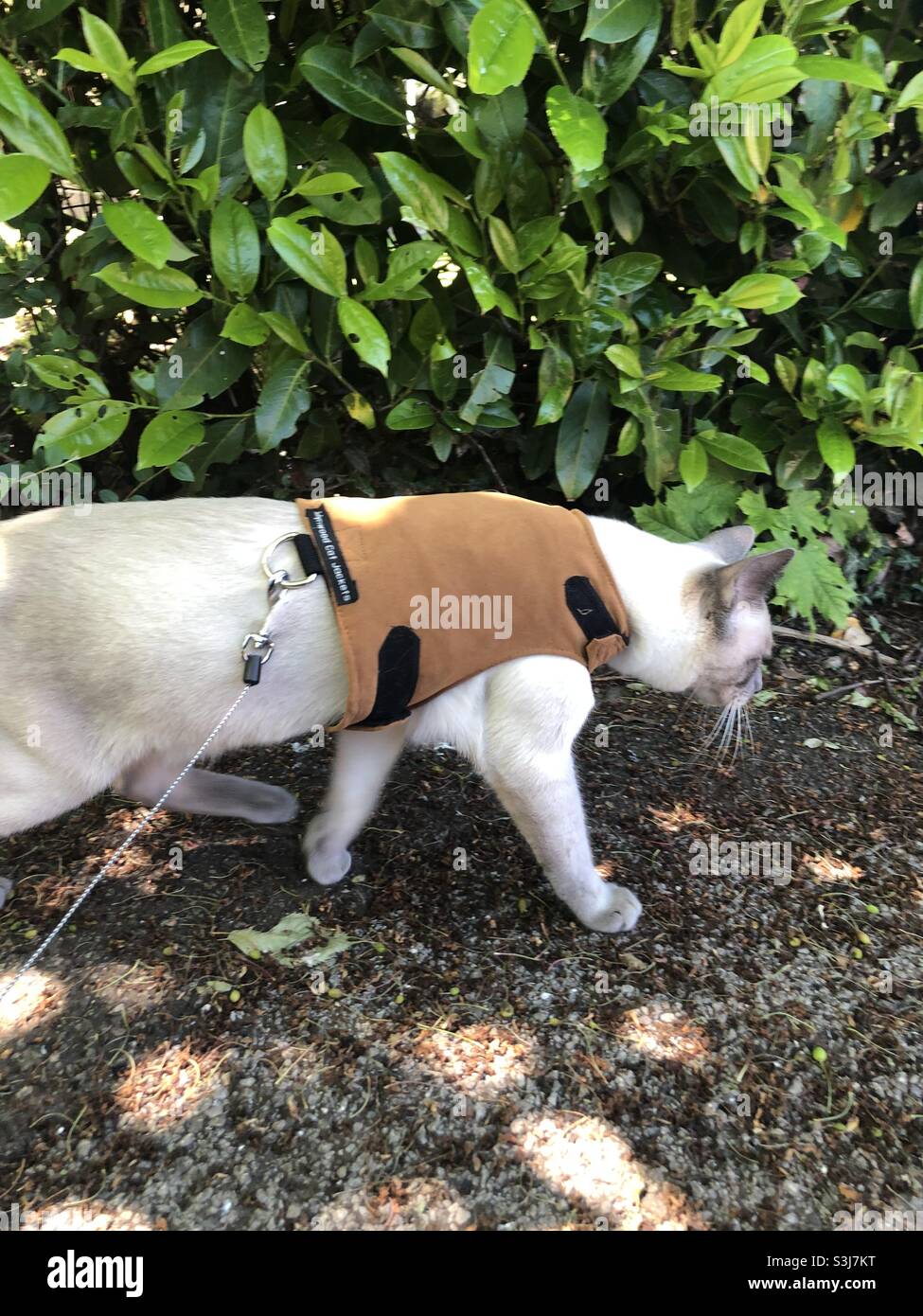 Cat in harness hi-res stock photography and images - Alamy