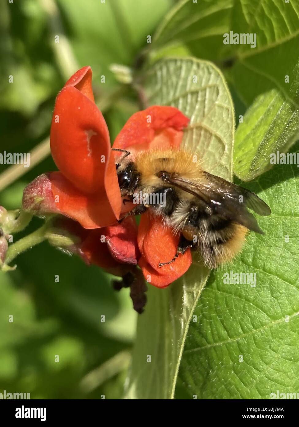 A bee in the red flower of a bean plant - Smartphone Captured Stock Image