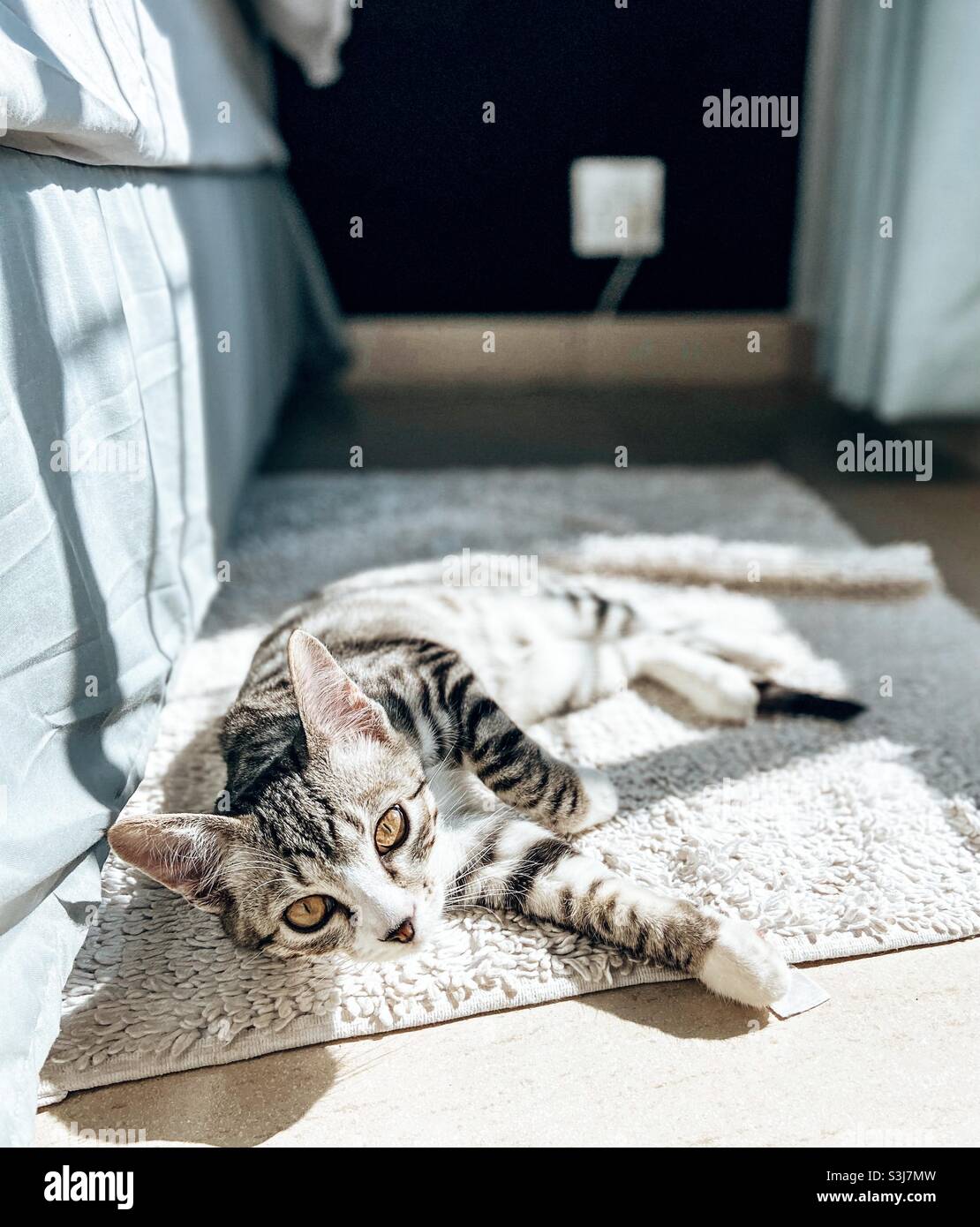 Cat lying in the sun Stock Photo