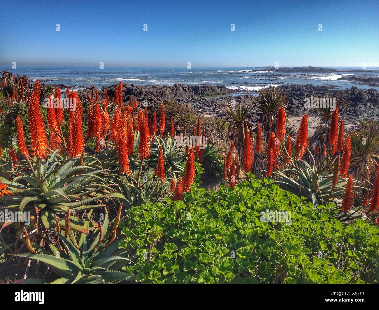 Vibrant red aloes along the Western Cape coastline of South Africa - Smartphone Captured Stock Image