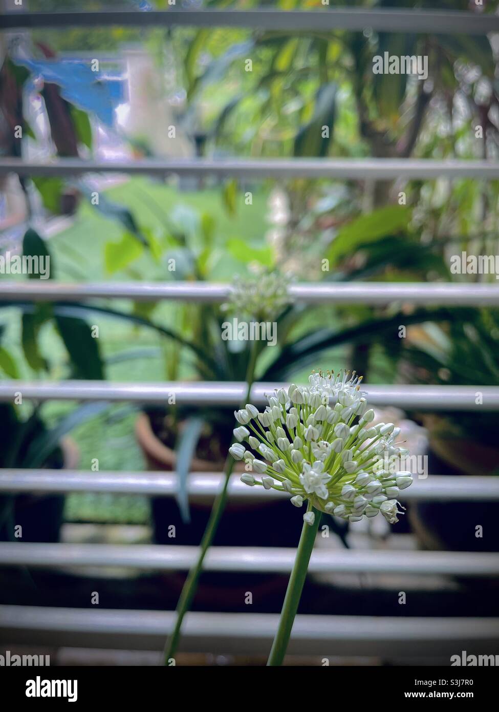 Every flower blooms in its own time Stock Photo Alamy