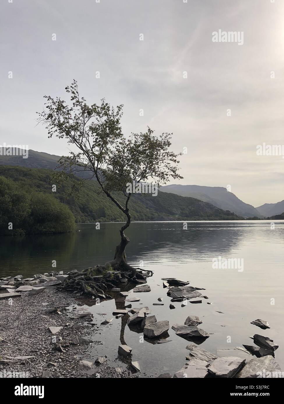 Llyn Padarn's Lonely Tree; Snowdonia National Park - Smartphone Captured Stock Image
