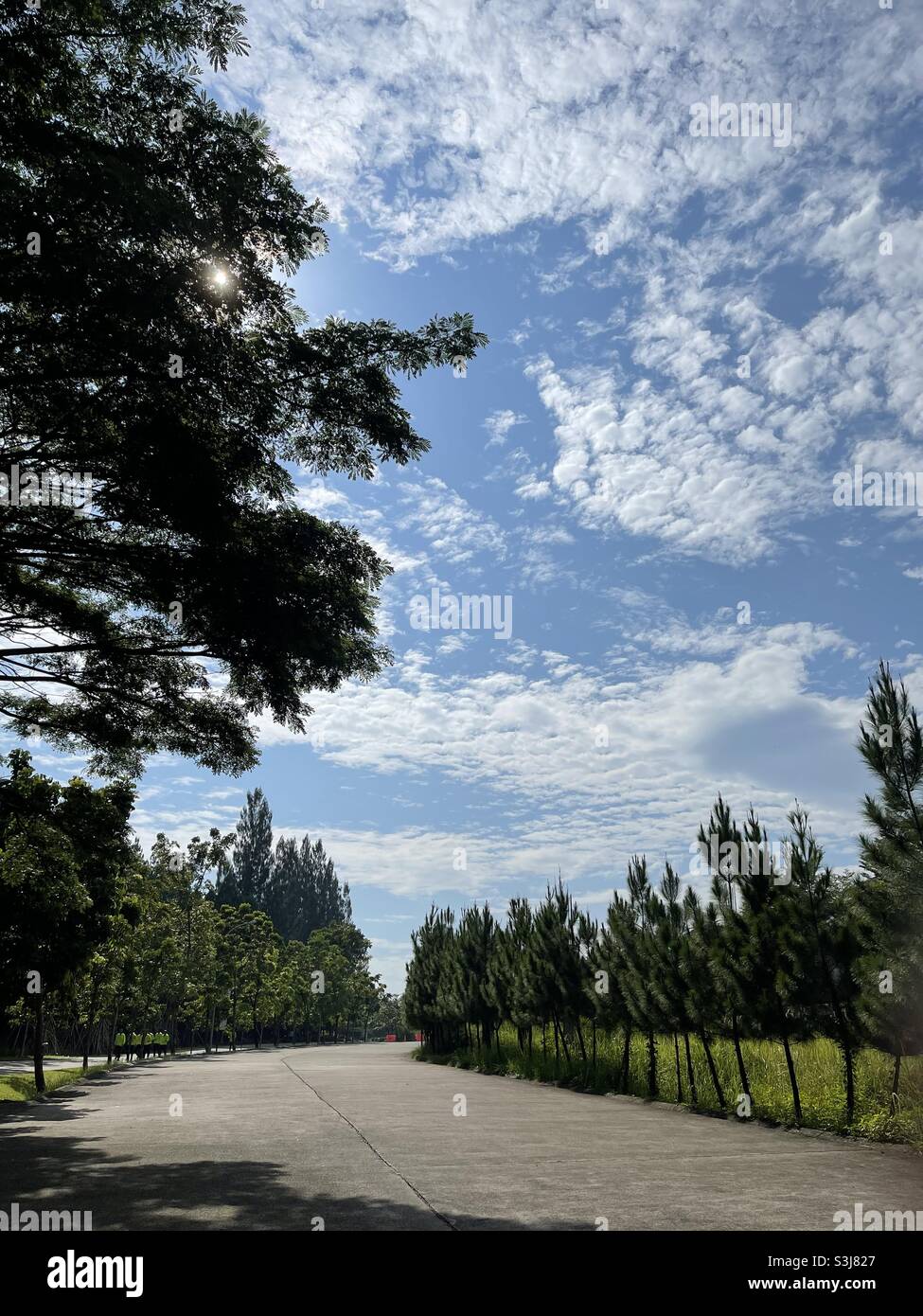 lined trees and clear blue skies Stock Photo