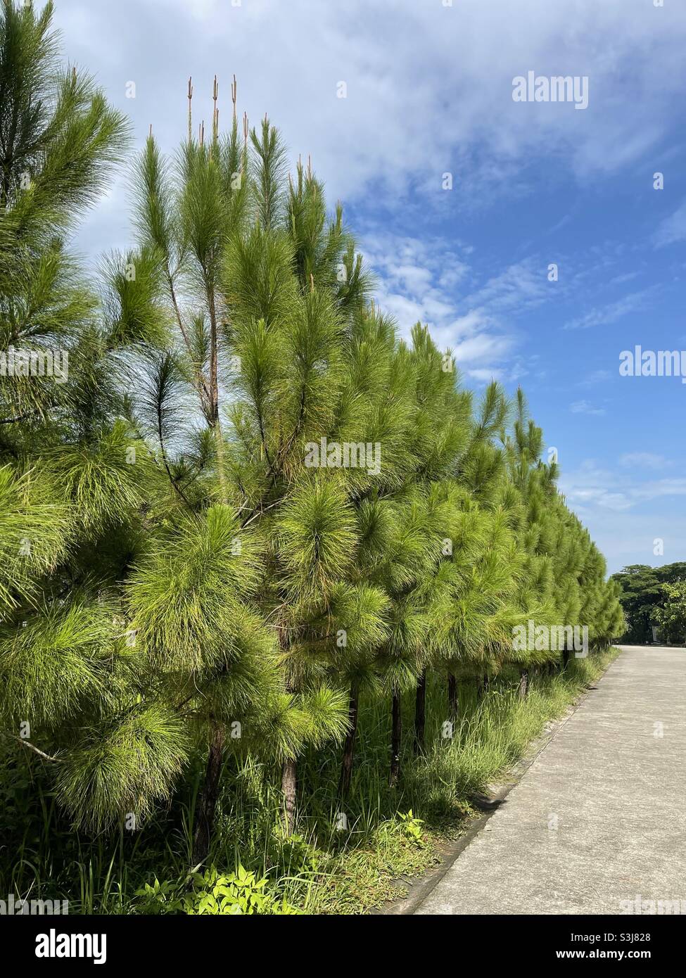 lined pine trees and clear blue skies Stock Photo