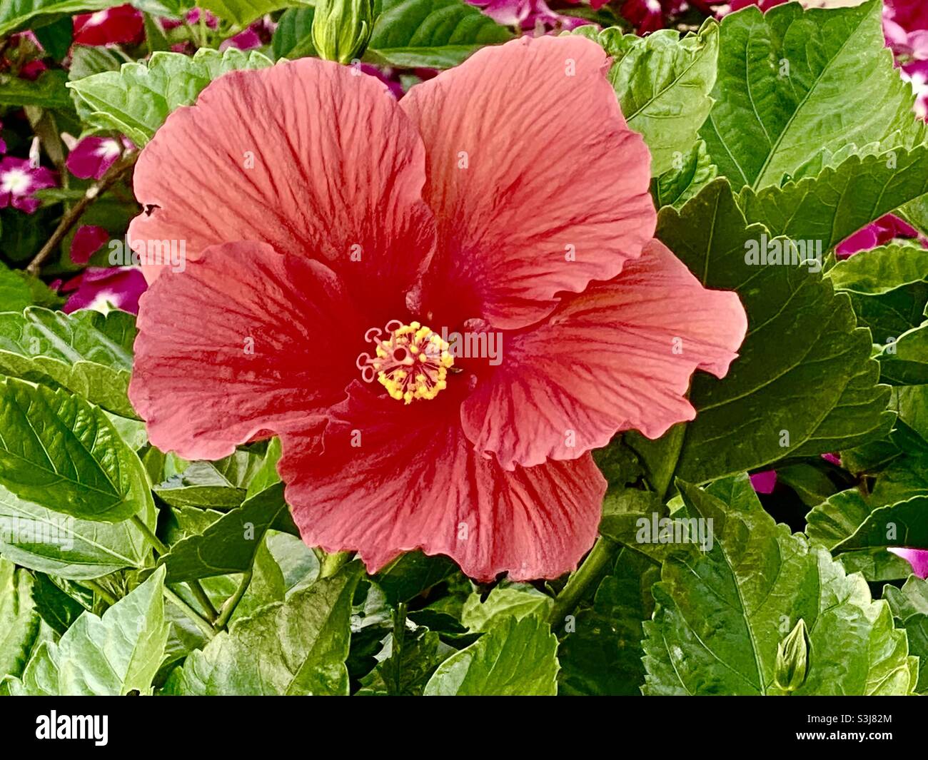 Hibiscus plants hi-res stock photography and images - Alamy
