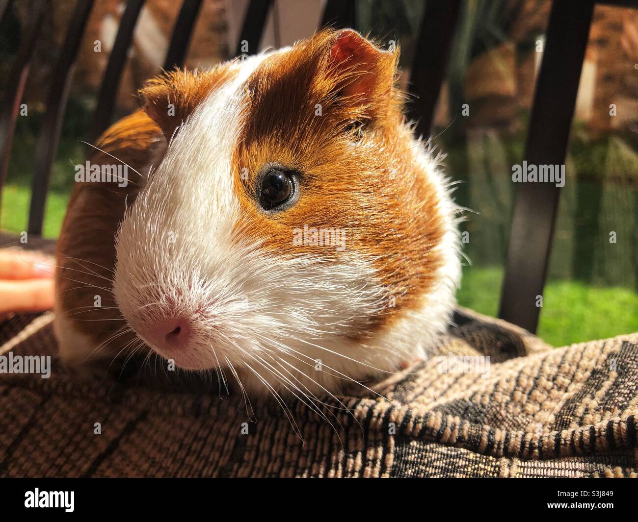 A cute young brown and white American Short Hair guinea pig with bright