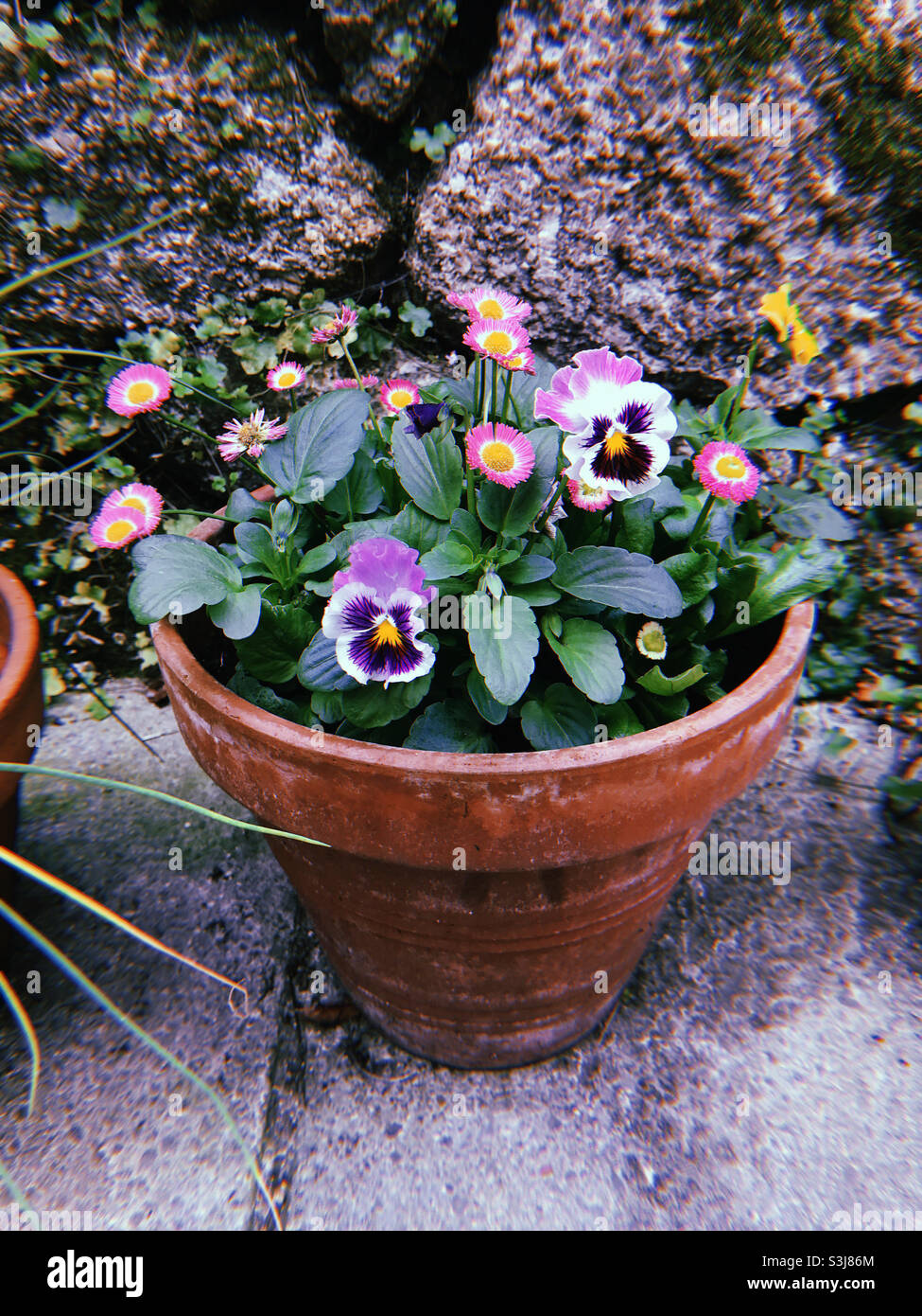 Pansies and asters in terracotta pot Stock Photo