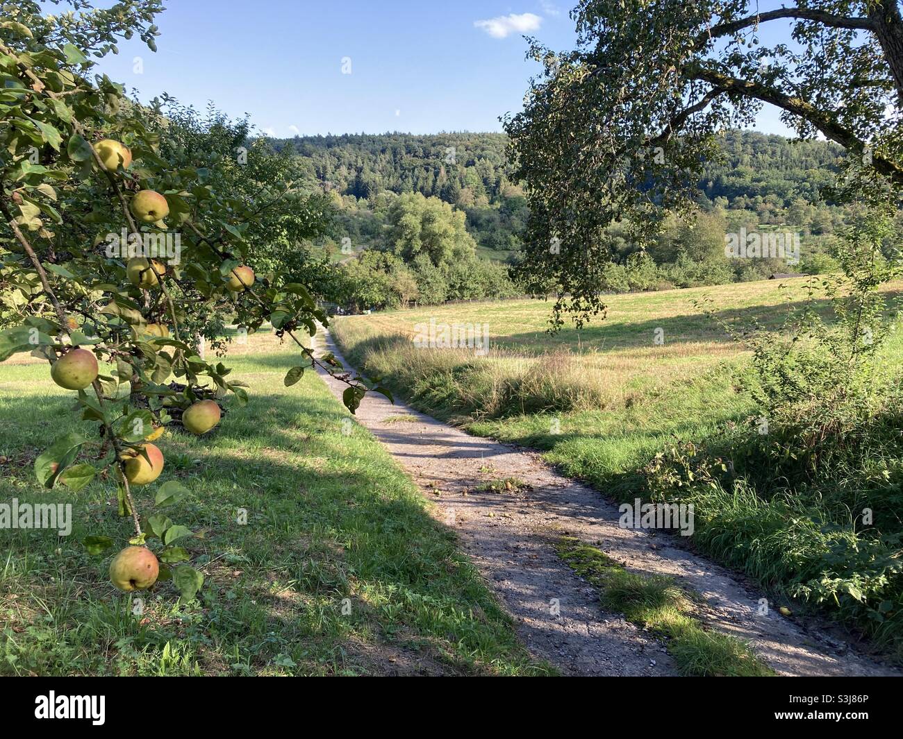 Idyllic hiking trail with apple trees in the countryside in Southern Germany - Smartphone Captured Stock Image