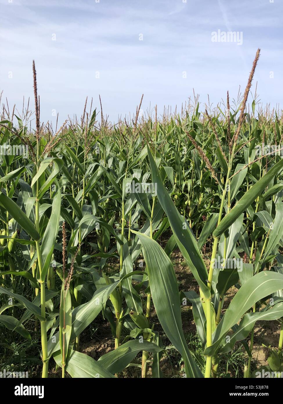 Crop of maize corn in a field in September, East Yorkshire, England, United Kingdom Stock Photo