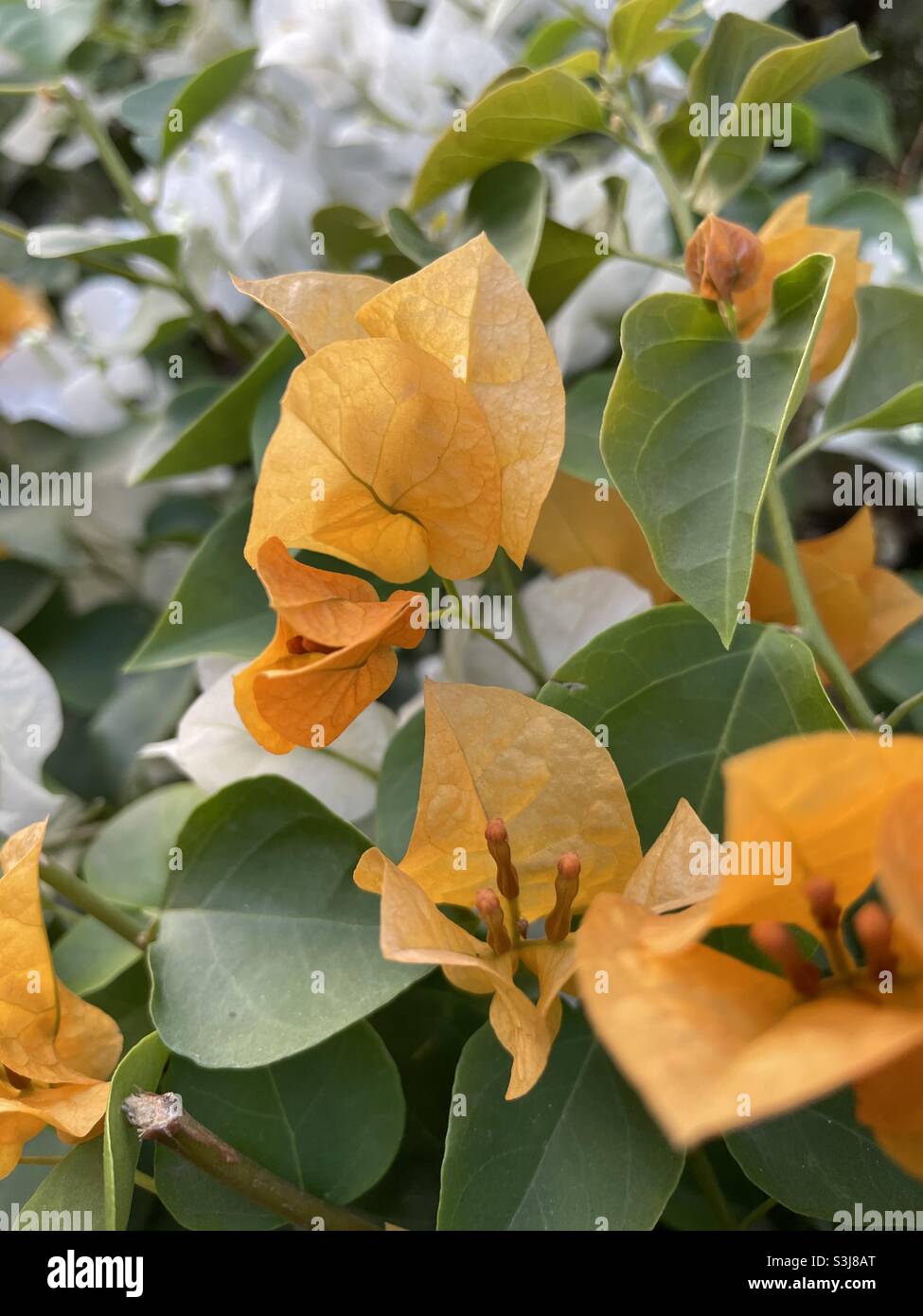 Bougainvillea Leaves Turning Brown, Why And How To Save It?