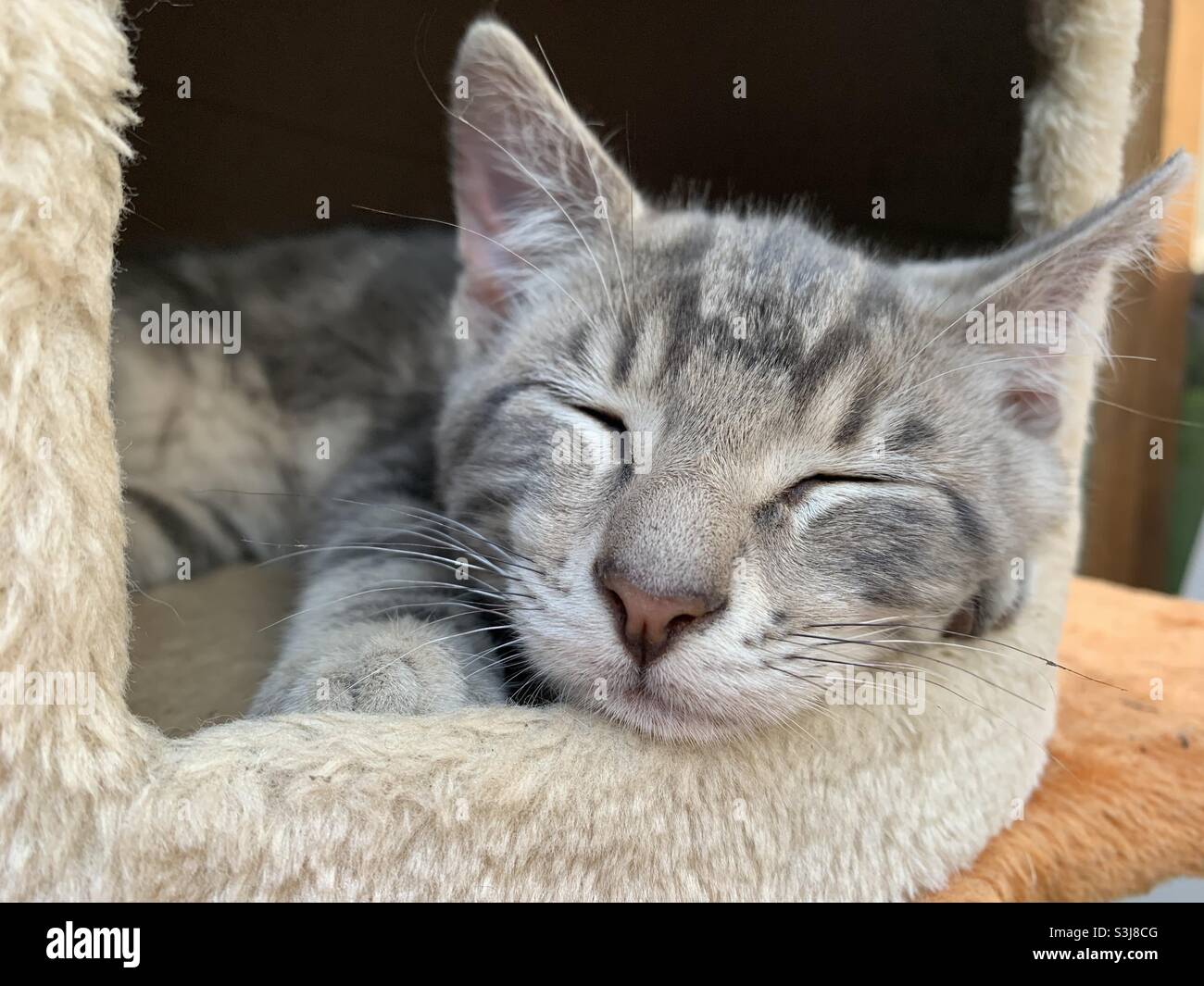 Kitten sleeping in a cat bed Stock Photo Alamy