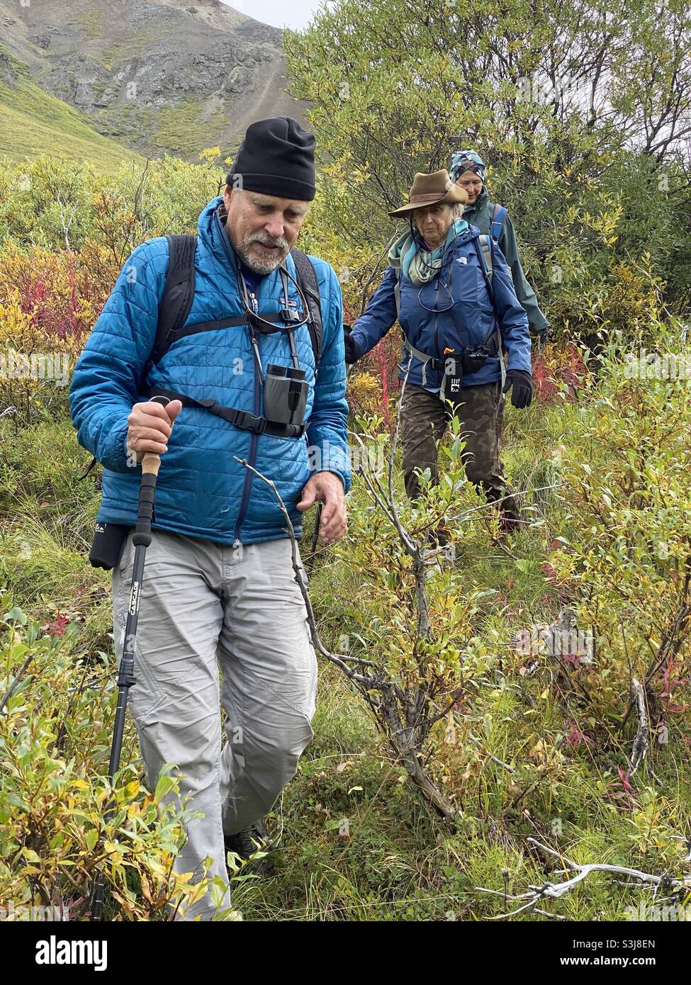 Hiking in the wilderness of Denali national Park Alaska Stock Photo Alamy