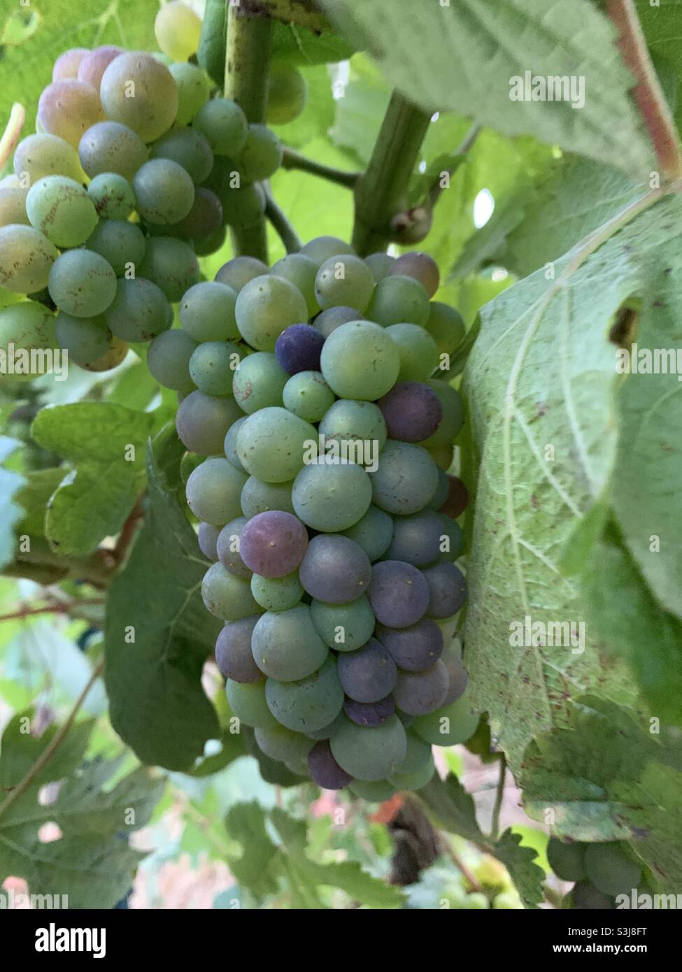 Pinot noir grapes starting to ripen. Stock Photo