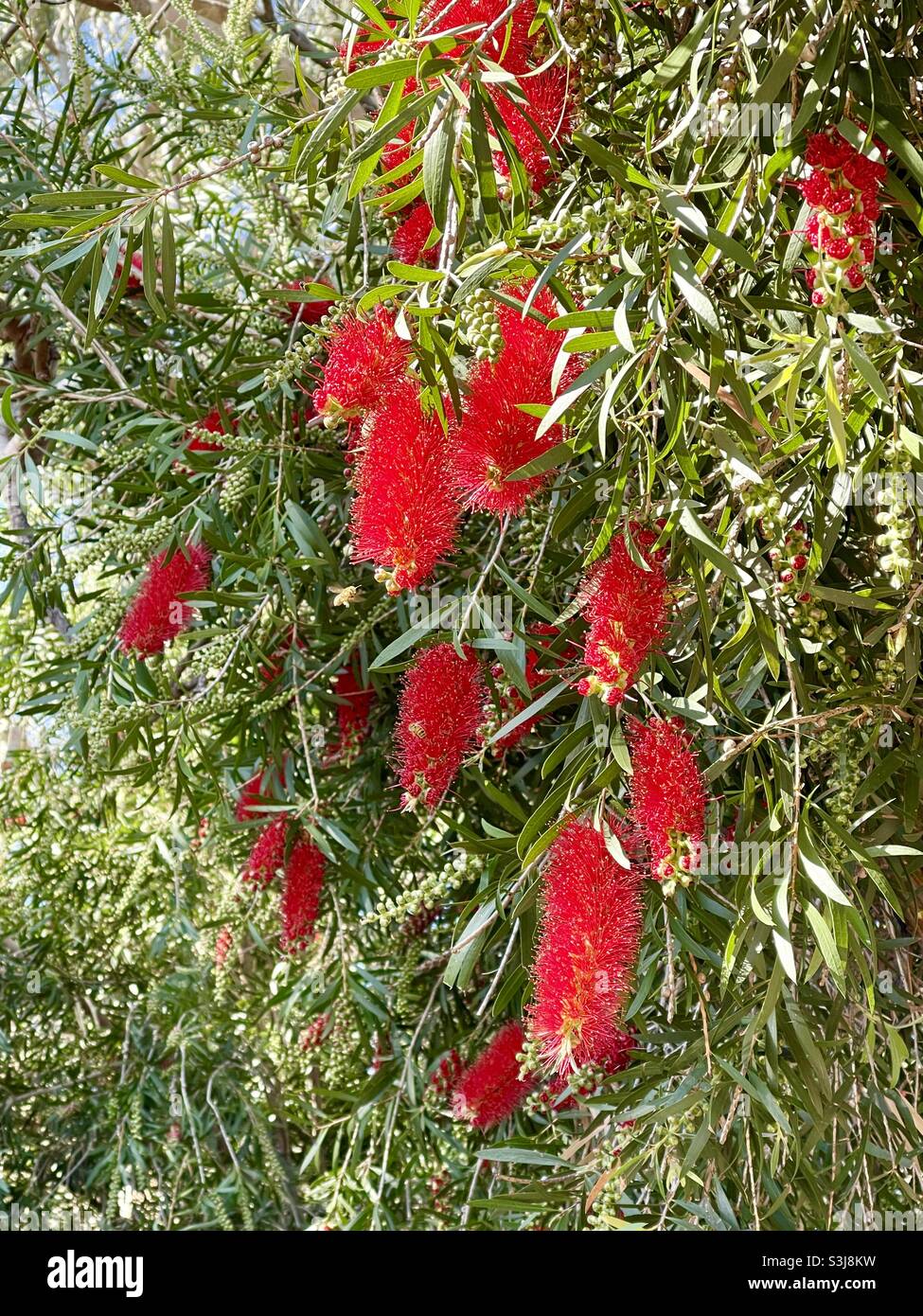 Bottlebrush tree, Melaleuca viminalis, flowering red flowers in spring Stock Photo