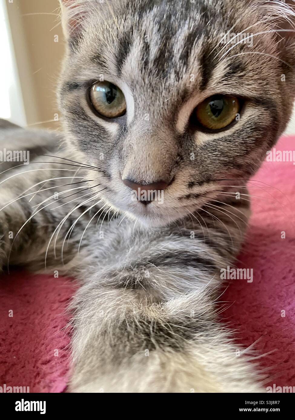 The cat look at me Stock Photo Alamy