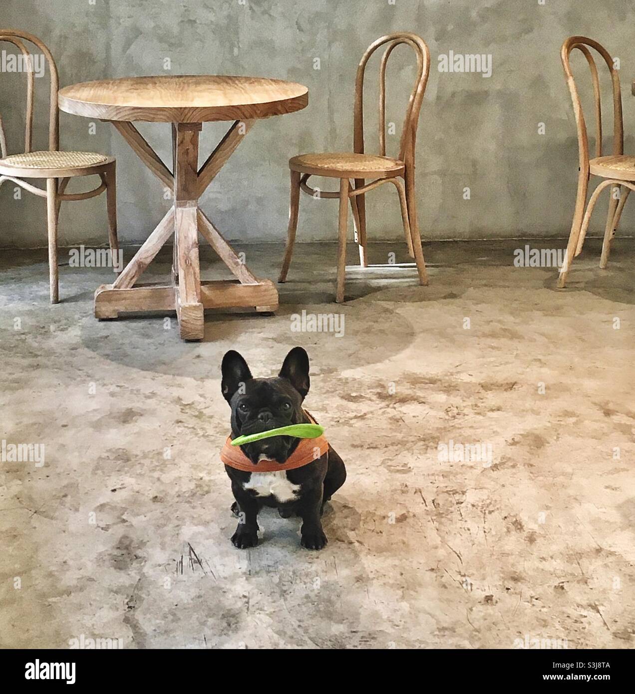 French bulldog with frisbee toy in an empty cafe. - Smartphone Captured Stock Image