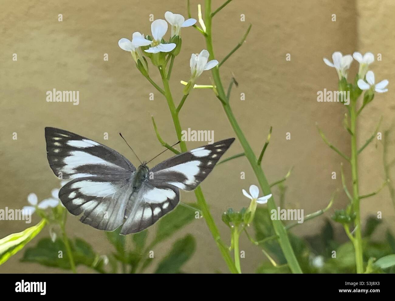 Striped Albatross is a common garden butterfly in Malaysia. - Smartphone Captured Stock Image