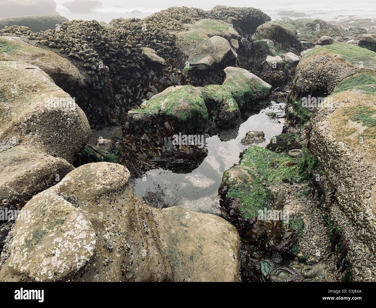 Tide pool at Cape Kiwanda on the Oregon coast Stock Photo Alamy