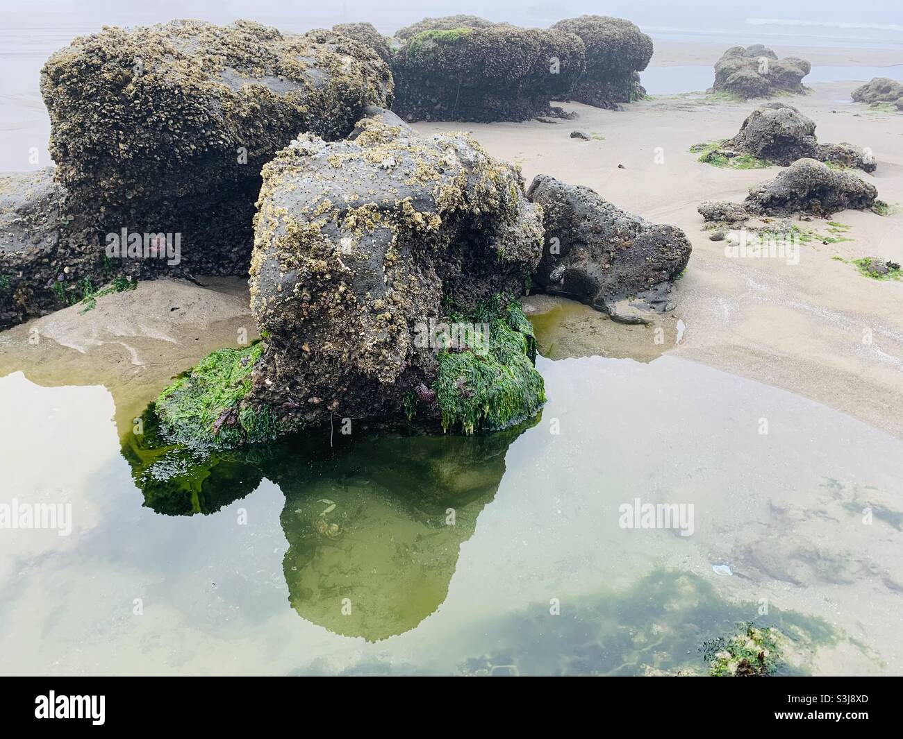 Tide pool at Cape Kiwanda on the Oregon coast Stock Photo Alamy