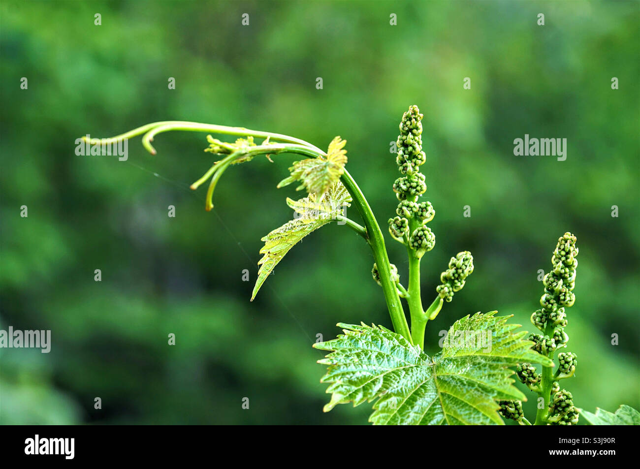 a small part of a branch of grapes - Smartphone Captured Stock Image
